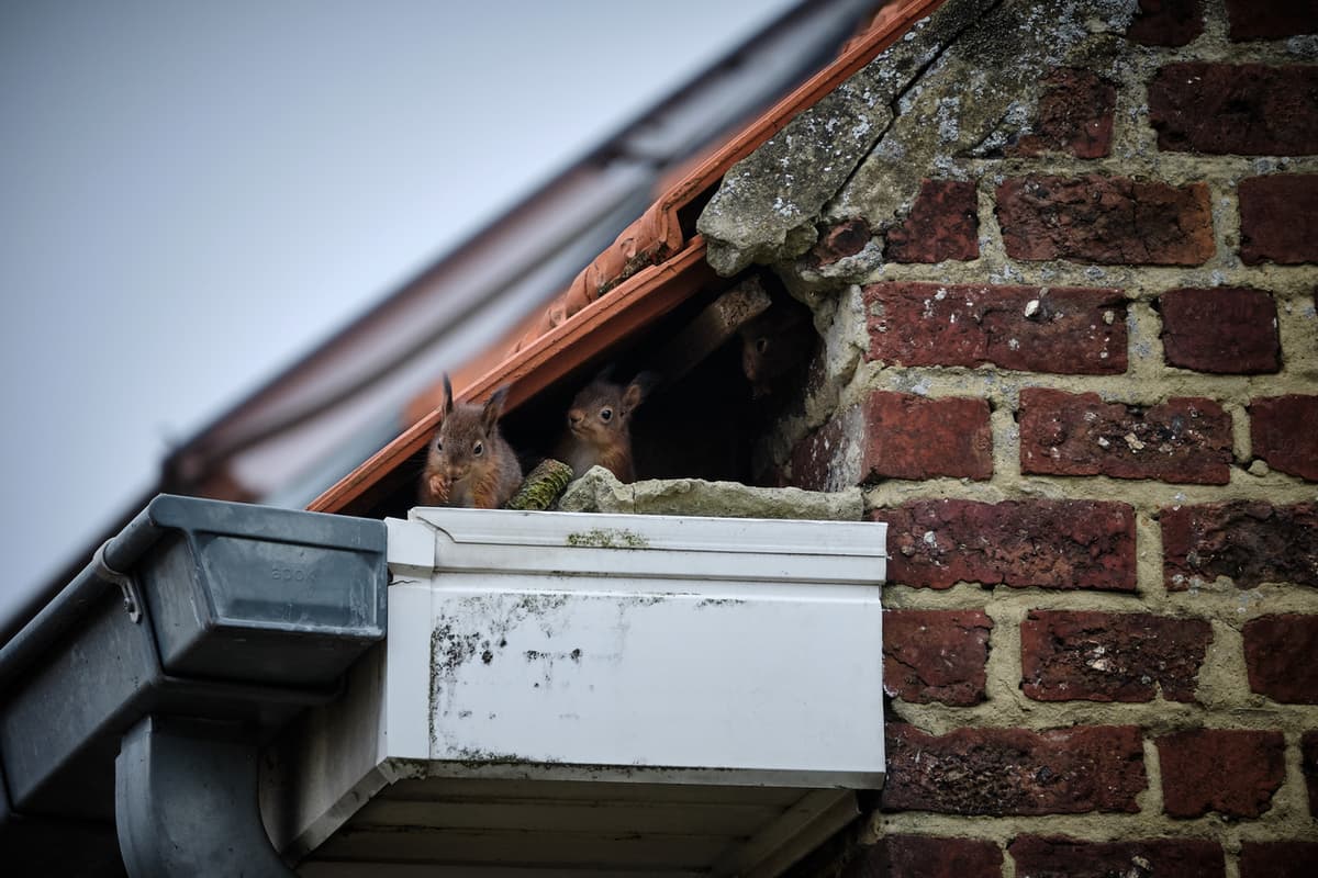 Squirrel in attic and chimney area